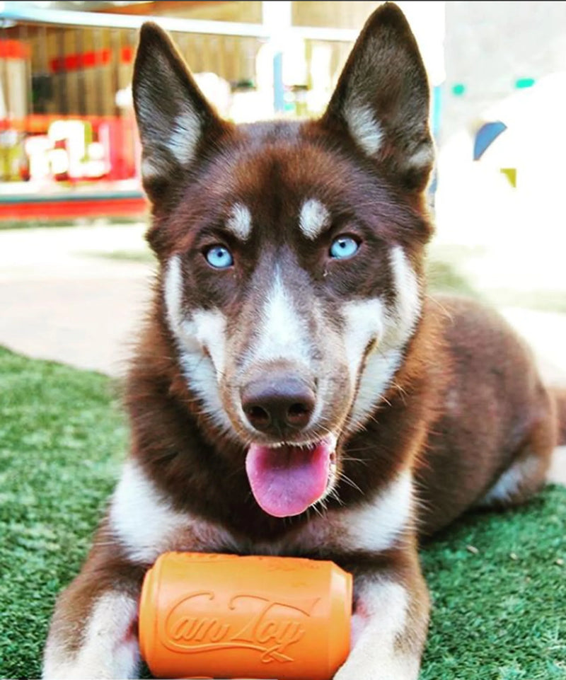 Summit: Essential Outdoor Gear for Active Dogs - Bellhaven & Co.