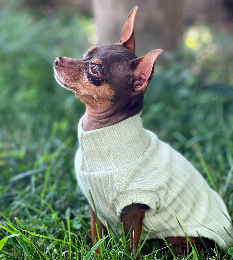 Vineyard: Elevate Your Pet with Couture Dog Apparel, Toys, and Beds - Bellhaven & Co.