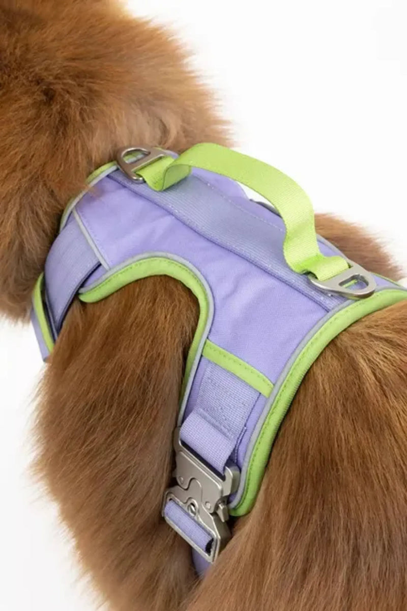 Stylish Pet Collars, Leashes & Harnesses for Every Adventure - Bellhaven & Co.