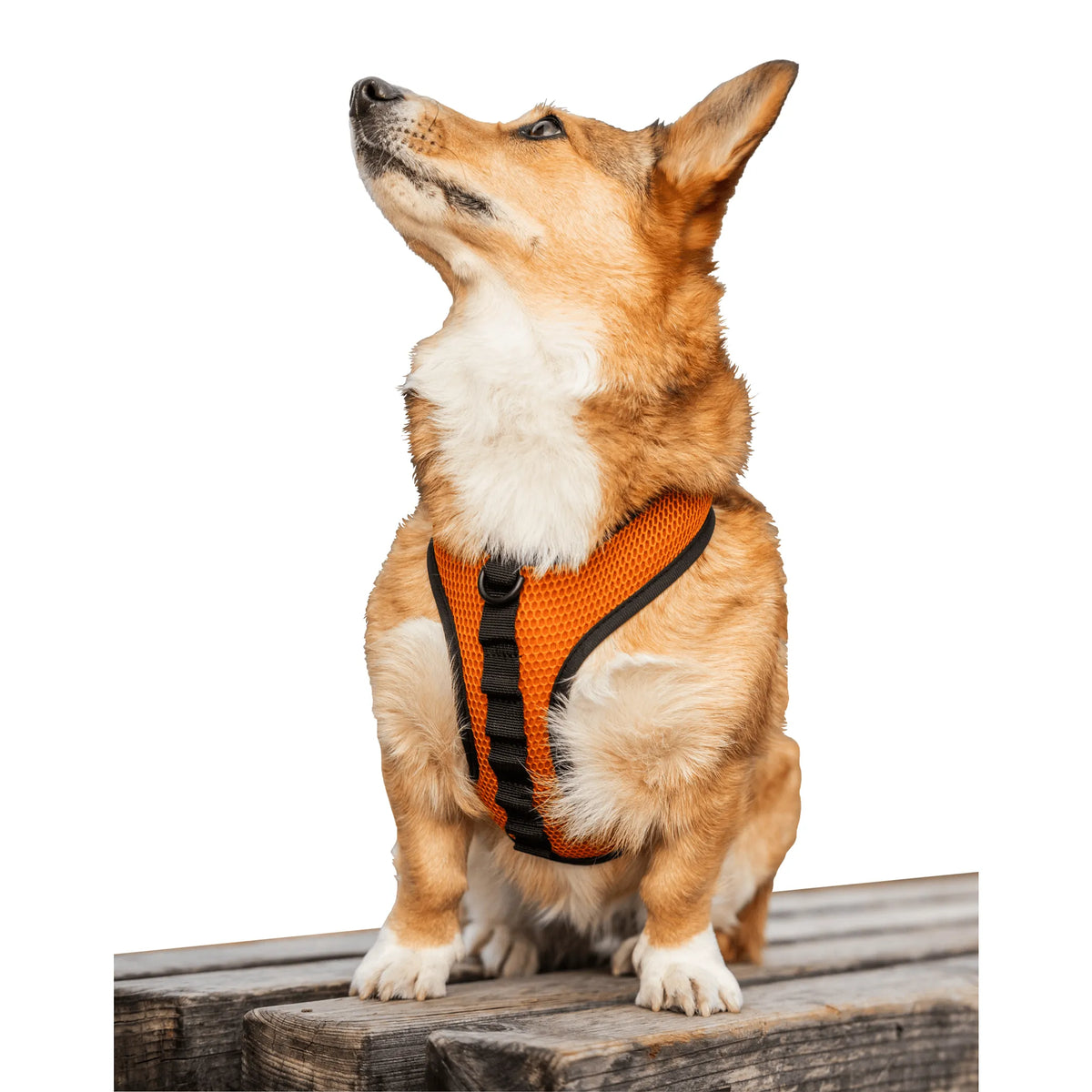 K9 Breathable Padded Sport Harness XS-L - Bellhaven & Co.