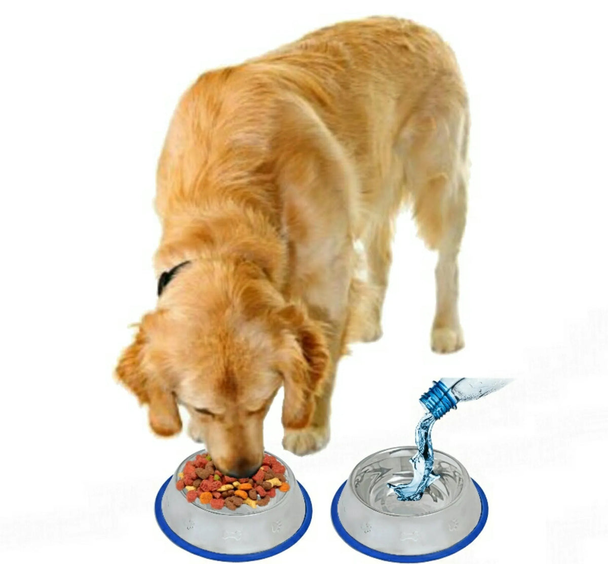 Etched Stainless Steel Dog Bowls with Blue Silicone Base - Bellhaven & Co.