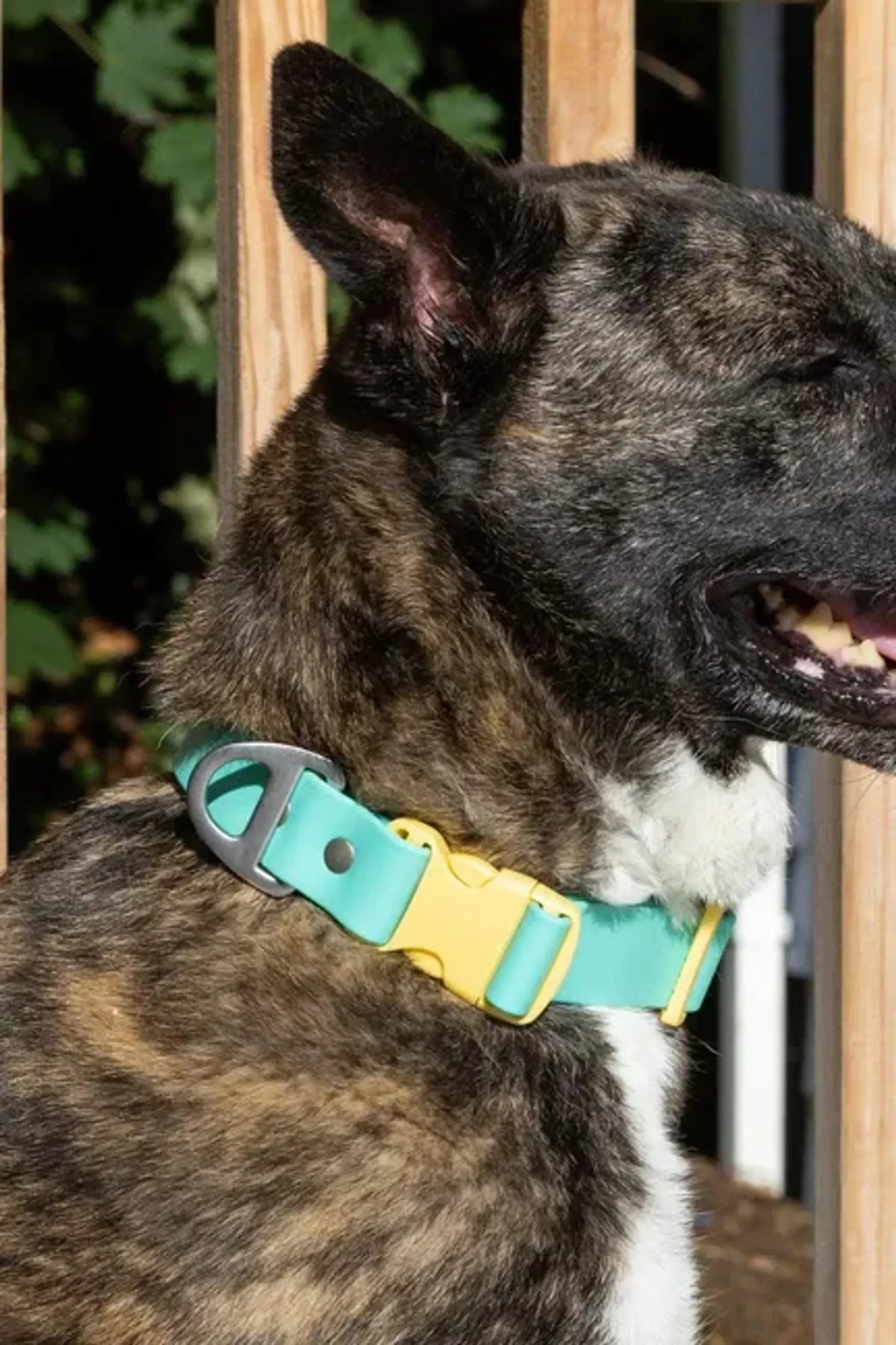 Island Vibes Waterproof Dog Collar - Bellhaven & Co.