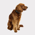 GF Pet Reflective Collar To Easily Keep Track of Your Dog XSmall-Large - Bellhaven & Co.