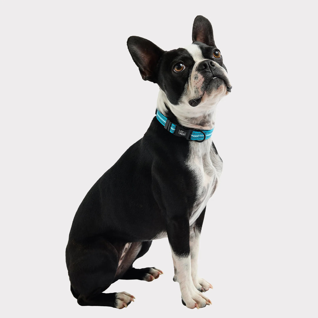 GF Pet Reflective Collar To Easily Keep Track of Your Dog XSmall-Large - Bellhaven & Co.