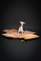 NOAH & PAW Small Dog Car Seat for Small Medium Pets with Harness Clip - Bellhaven & Co.