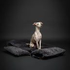 NOAH & PAW Small Dog Car Seat for Small Medium Pets with Harness Clip - Bellhaven & Co.