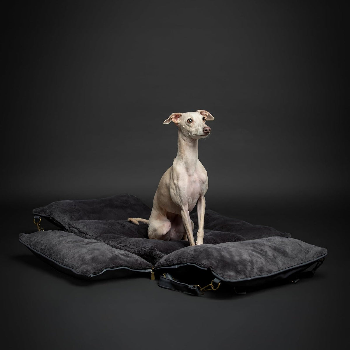 NOAH & PAW Small Dog Car Seat for Small Medium Pets with Harness Clip - Bellhaven & Co.