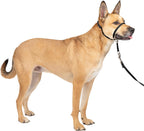 PetSafe Gentle Leader No Pull Dog Headcollar - Bellhaven & Co.