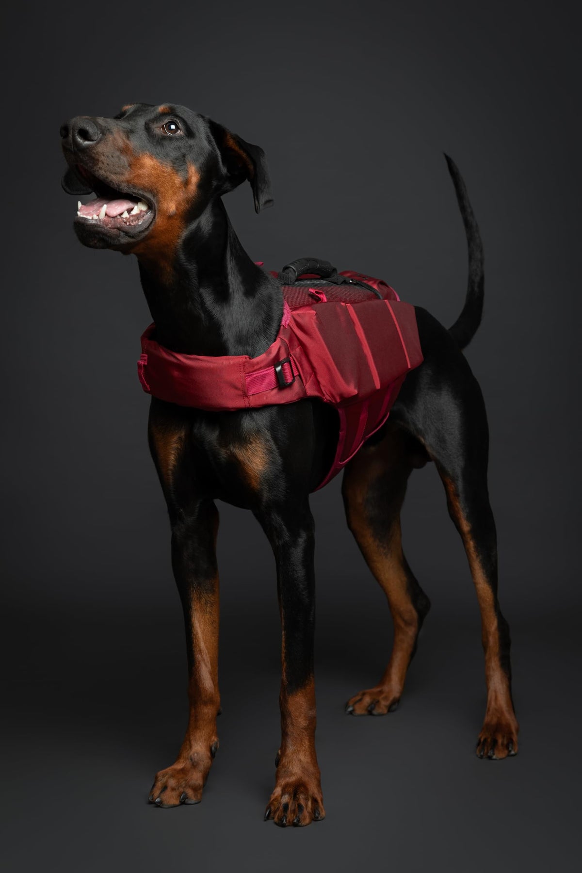NOAH & PAW Human Standards Dog Lifejacket 3X Foam Support for Max Floating - Bellhaven & Co.