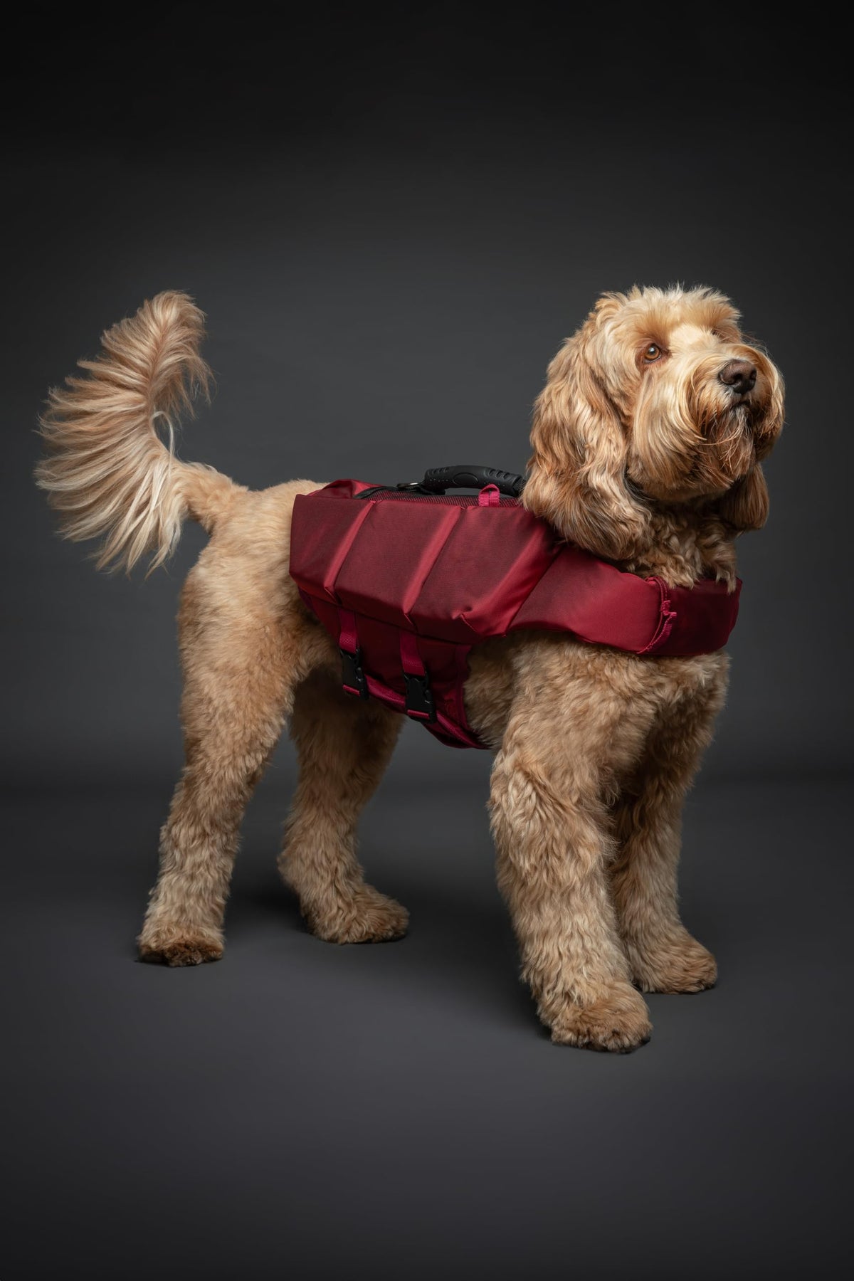 NOAH & PAW Human Standards Dog Lifejacket 3X Foam Support for Max Floating - Bellhaven & Co.