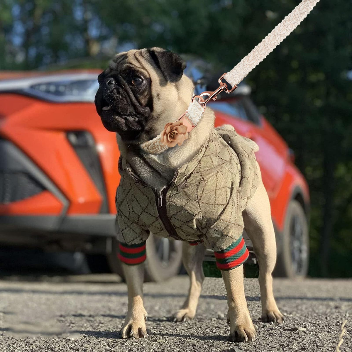 Luxury Winter Hooded Dog Jacket In Two Pattern Options Small-XXL