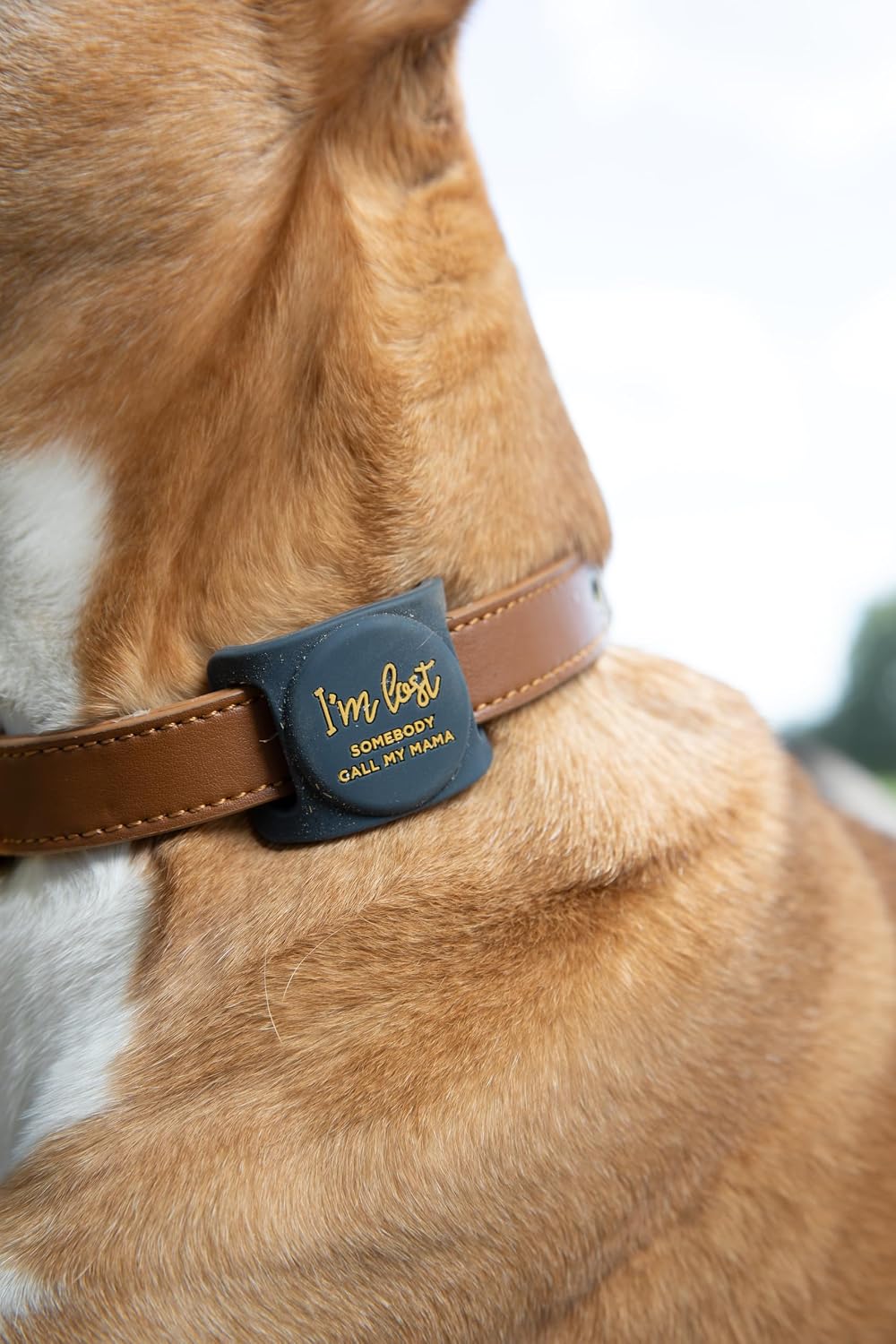 Two Tails Collar Holder Compatible with Apple AirTag and Fun Message - Bellhaven & Co.