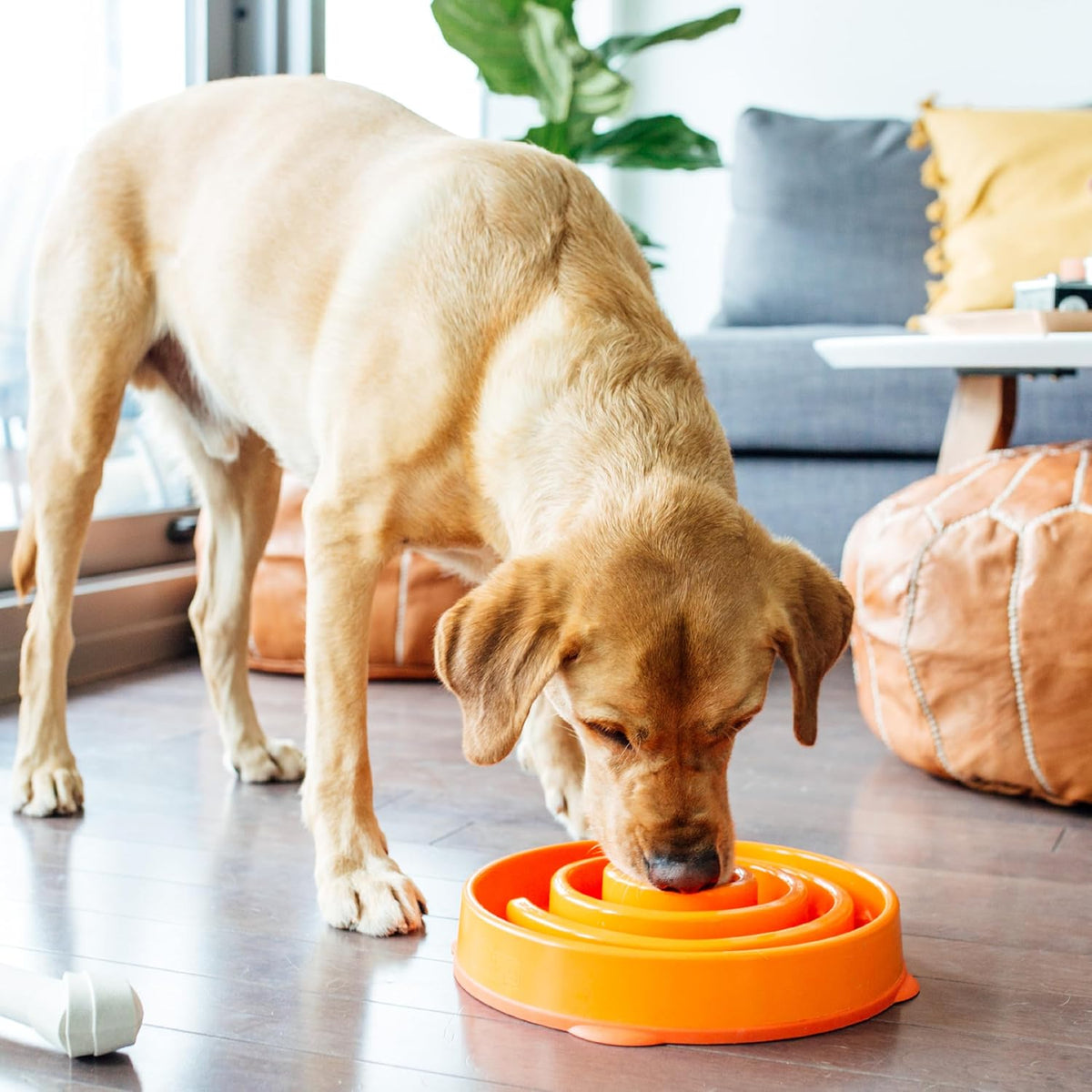 Outward Hound Fun Feeder Slow Feeding Bowl Non Slip for Dogs and Cats - Bellhaven & Co.