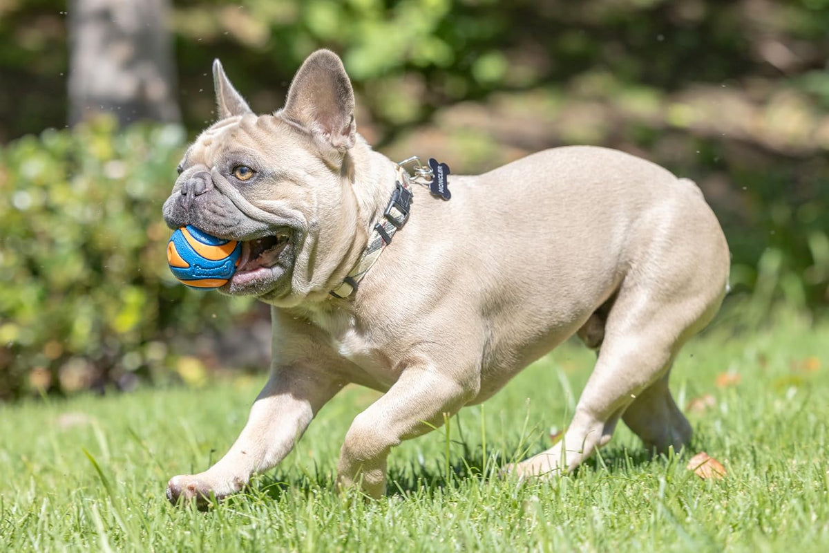 Chuckit! Ultra Ball Dog Toy Bouncy Fetch Balls For Dogs 20-60 lbs - Bellhaven & Co.