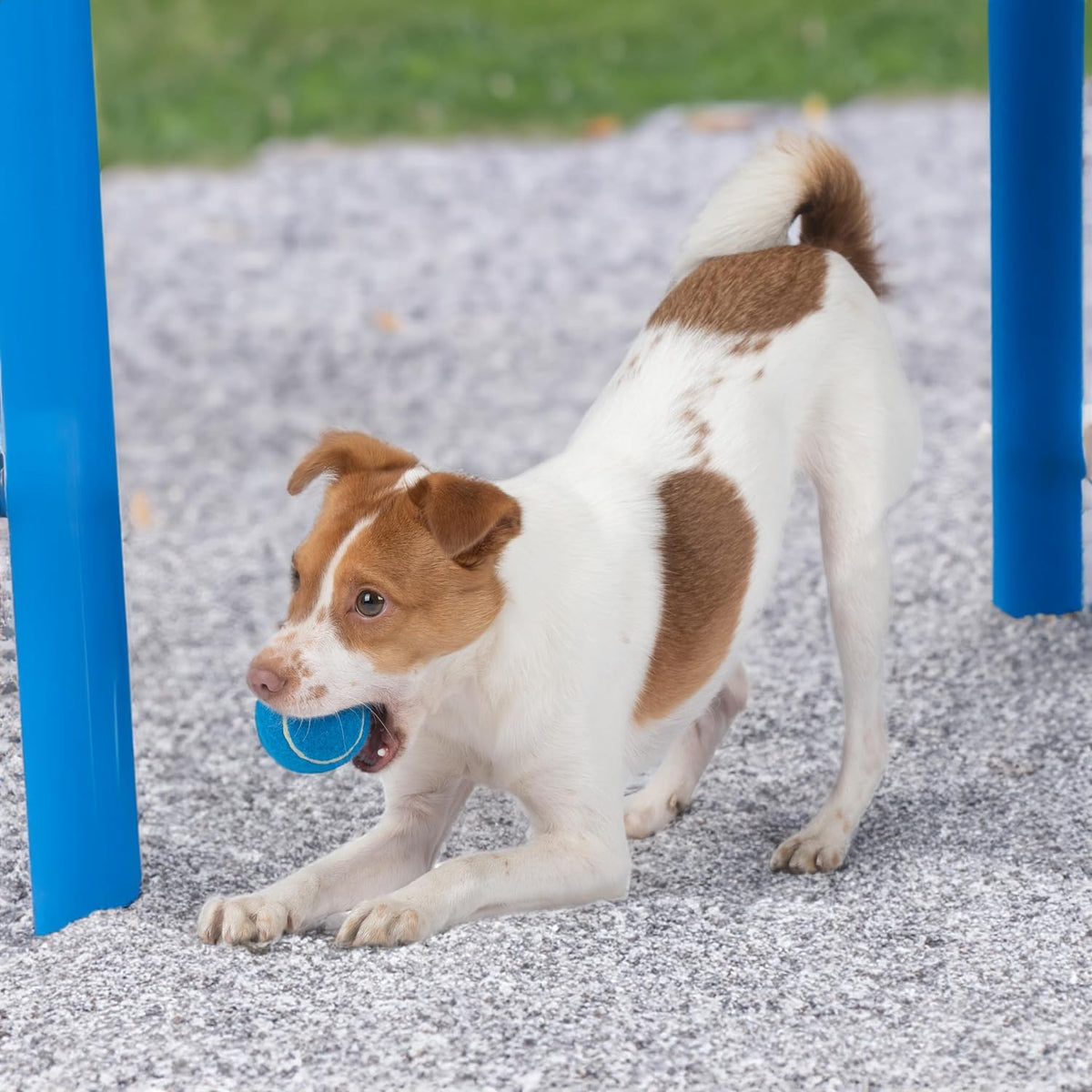 Best Pet Supplies Interactive Squeaky Dog Toy and Crinkle Dog Toys - Multiple Choices - Bellhaven & Co.
