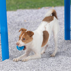 Best Pet Supplies Interactive Squeaky Dog Toy and Crinkle Dog Toys - Multiple Choices - Bellhaven & Co.