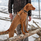 Carhartt Nylon Duck No Pull Dog Harness Carhartt Mulitple Colors S-XL