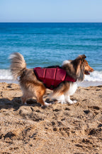 NOAH & PAW Human Standards Dog Lifejacket 3X Foam Support for Max Floating - Bellhaven & Co.