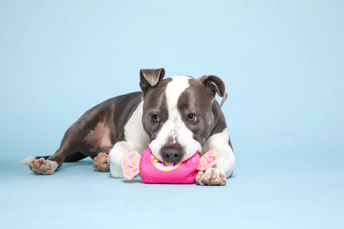 Double the Fun Bubble Gum Crinkle Squeaker Dog Toy - Bellhaven & Co.