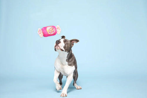 Double the Fun Bubble Gum Crinkle Squeaker Dog Toy - Bellhaven & Co.