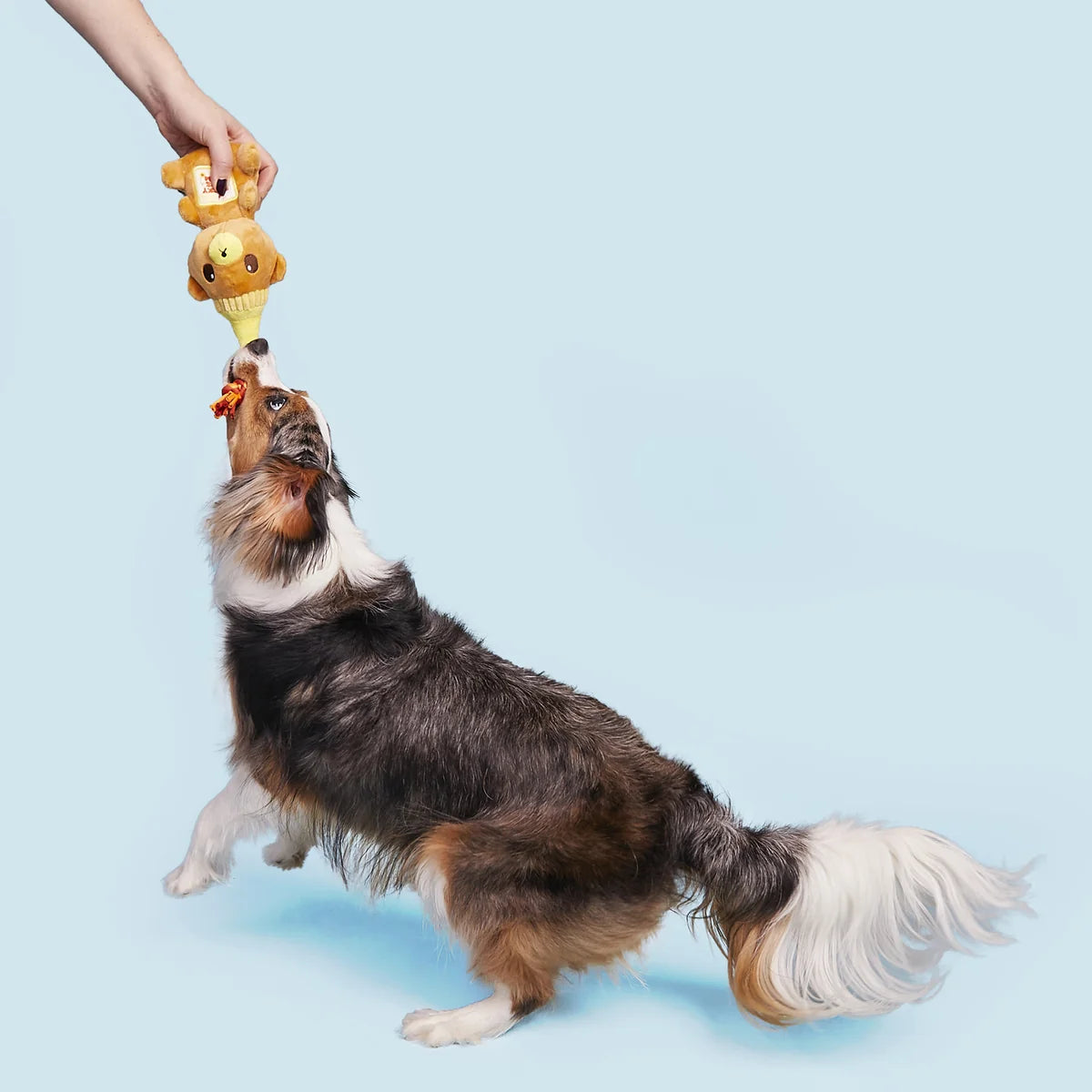 That's My Jam, Honey Plush Dog Toys 2 Pack - Bellhaven & Co.