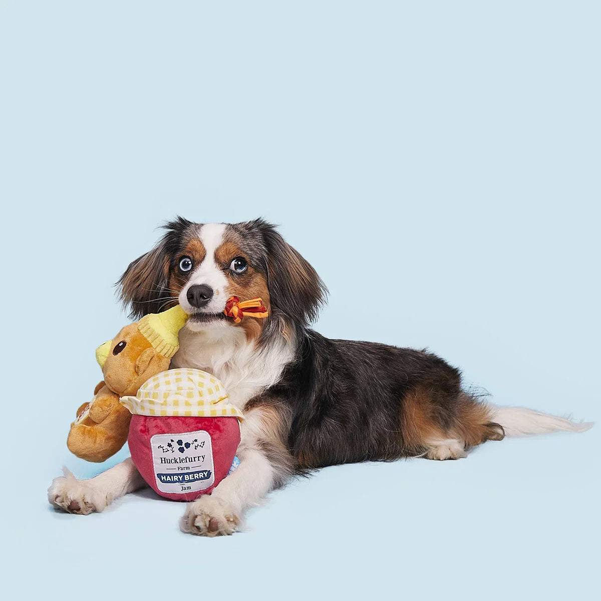 That's My Jam, Honey Plush Dog Toys 2 Pack - Bellhaven & Co.