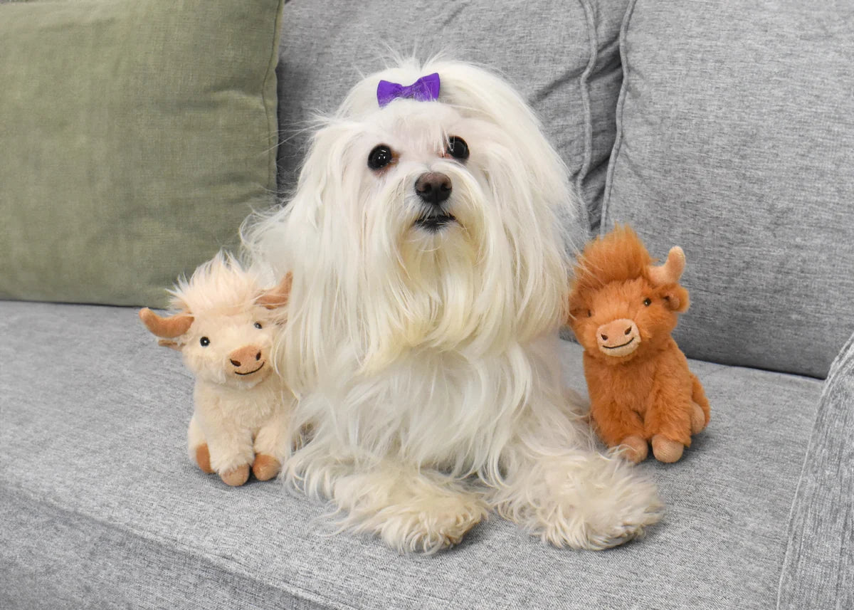 Minipet Highland Cow Plush Squeaker Dog Toy 5" - Bellhaven & Co.